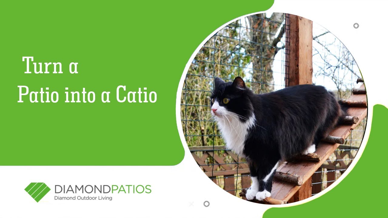 Cat Enclosure on a Patio - Brisbane, Gold Coast - Diamond Patios
